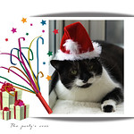 Dizzy the cat with a Santa hat.